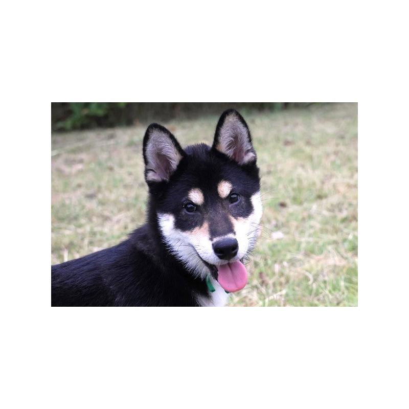 販売中の和歌山県の柴犬-407203の3枚目