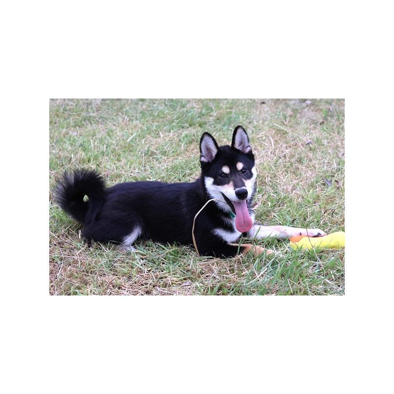 販売中の和歌山県の柴犬-407203の2枚目