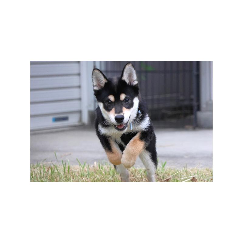販売中の和歌山県の柴犬-407204の4枚目