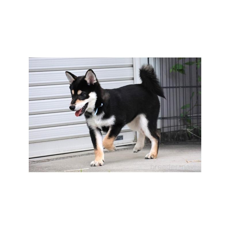 販売中の和歌山県の柴犬-407204の5枚目
