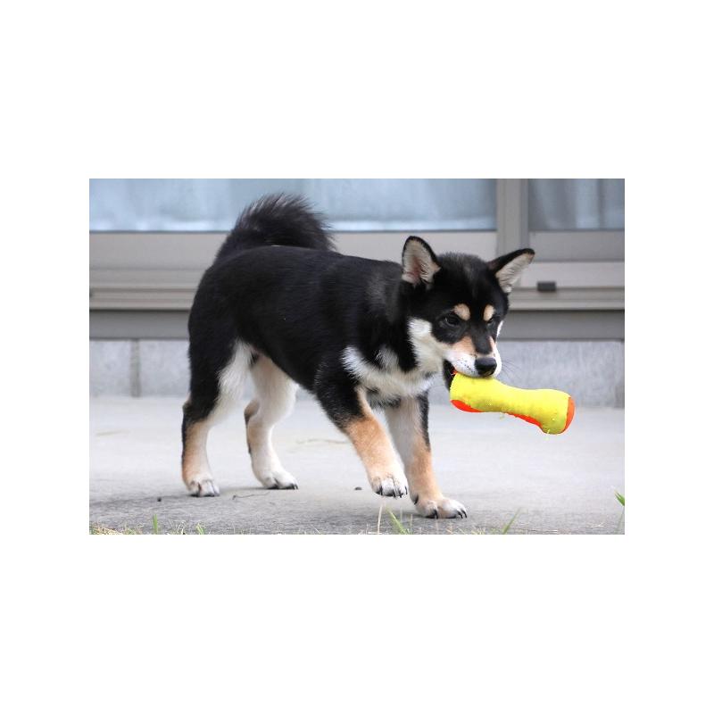 販売中の和歌山県の柴犬-407204の2枚目