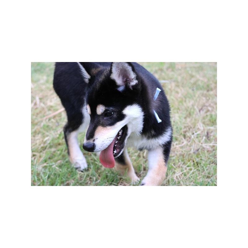 販売中の和歌山県の柴犬-407204の3枚目
