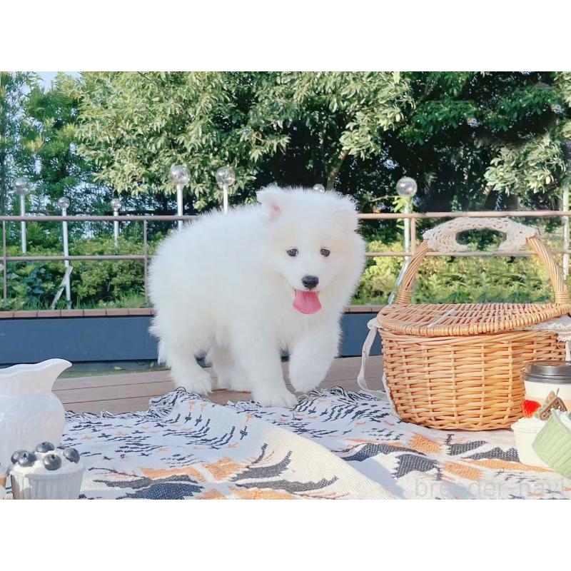 販売中の千葉県のサモエド-407360の3枚目