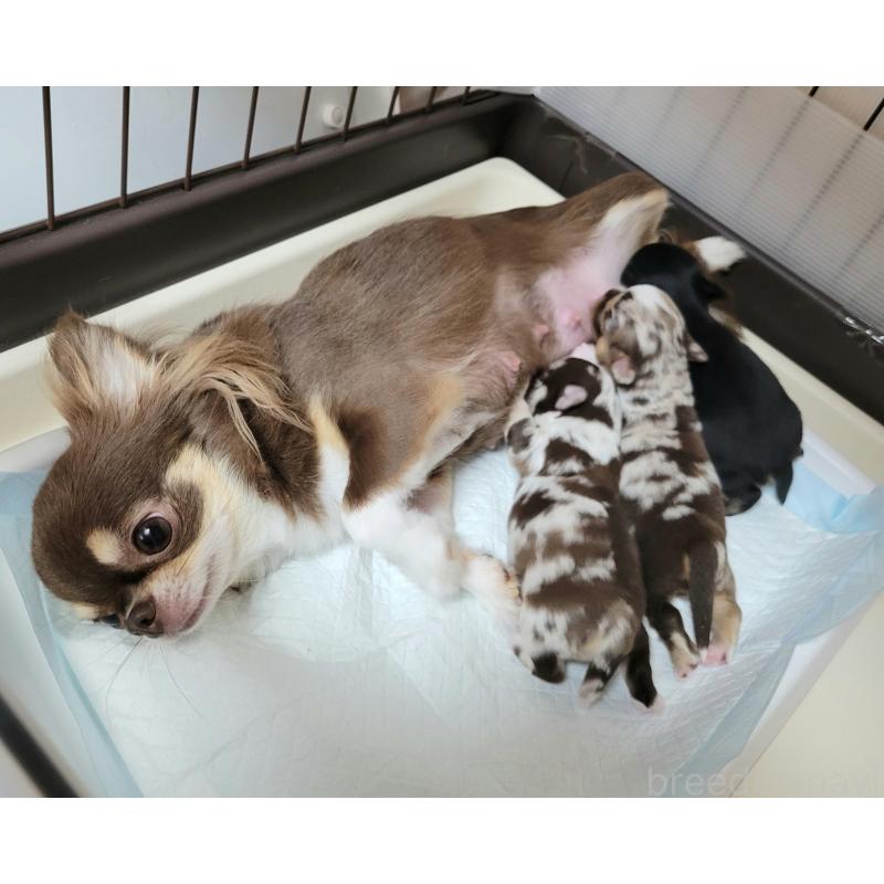 販売中の千葉県のチワワ(ロングコート)-407363の4枚目