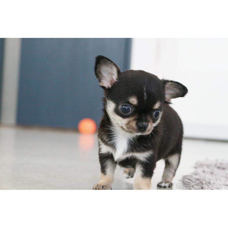 成約済の京都府のチワワ(スムースコート)-405028の8枚目