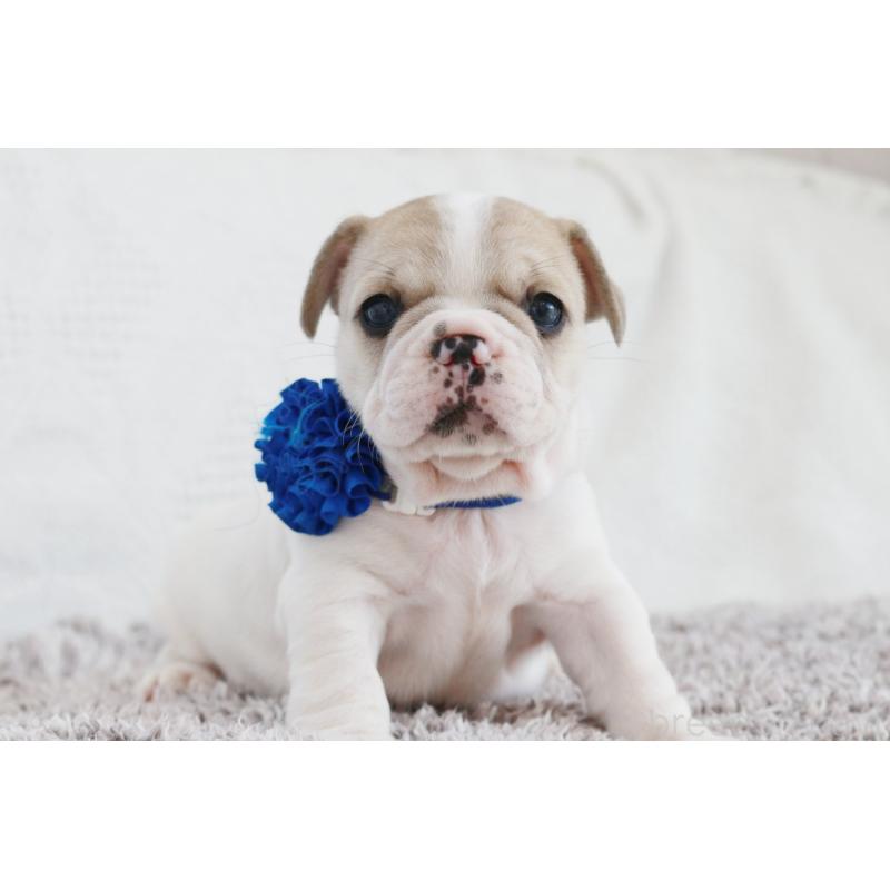 成約済の京都府のフレンチブルドッグ-405026の6枚目