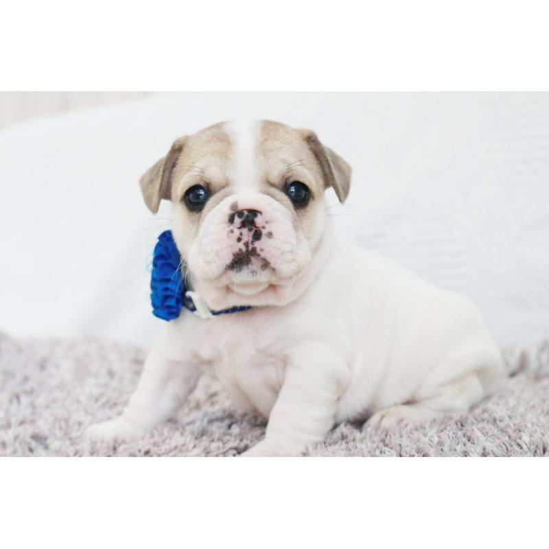 成約済の京都府のフレンチブルドッグ-405026の5枚目