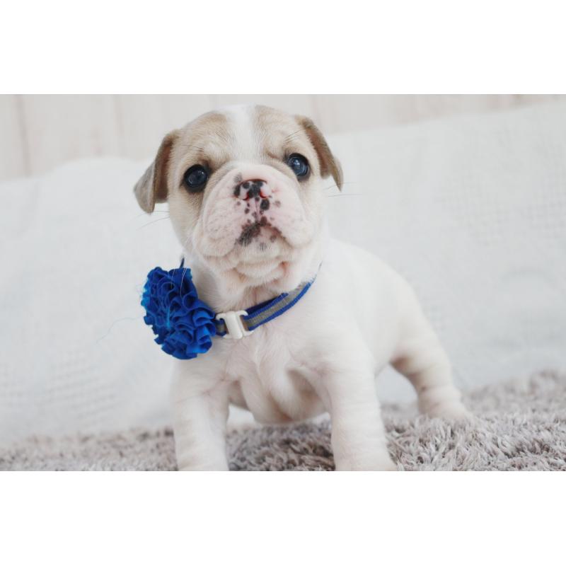 成約済の京都府のフレンチブルドッグ-405026の4枚目