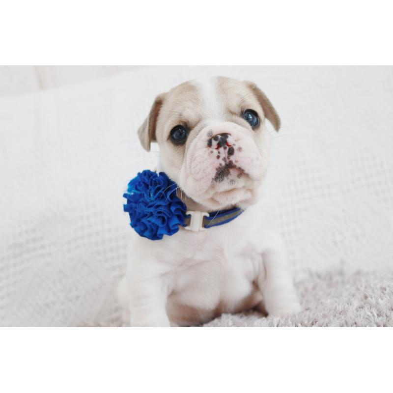 成約済の京都府のフレンチブルドッグ-405026の3枚目