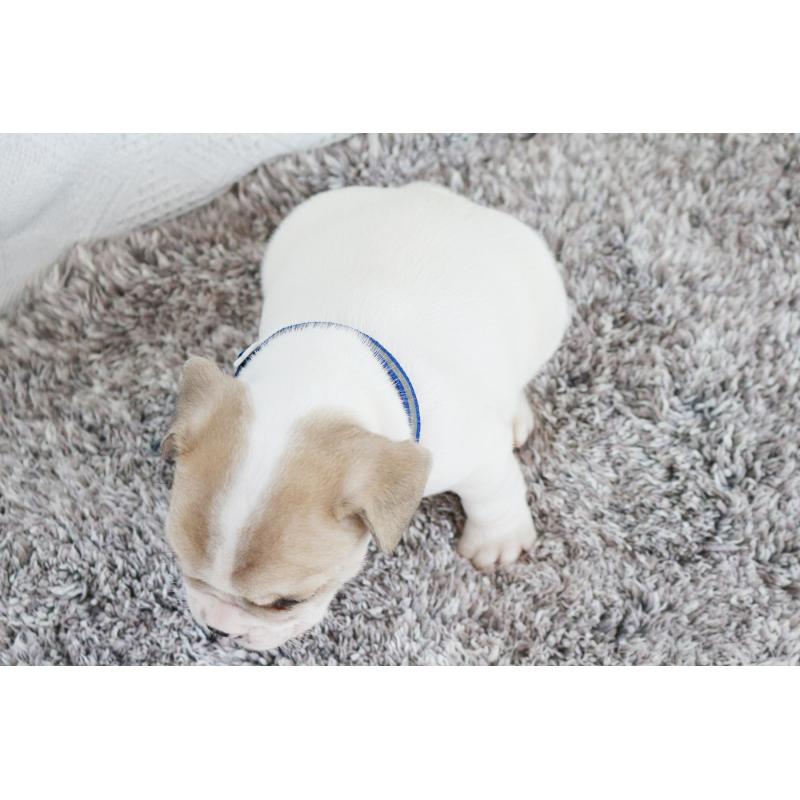 成約済の京都府のフレンチブルドッグ-405026の2枚目