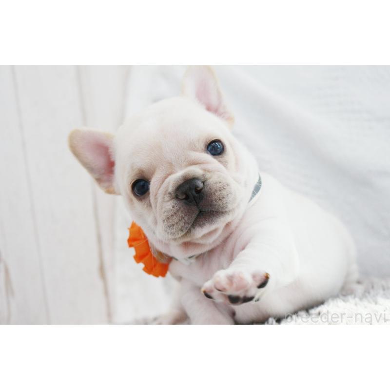 成約済の京都府のフレンチブルドッグ-405027の6枚目