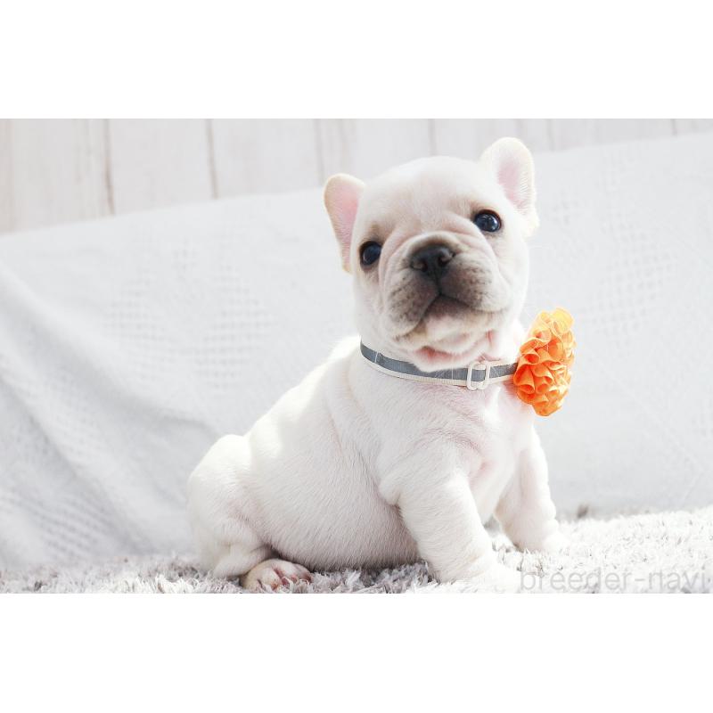 成約済の京都府のフレンチブルドッグ-405027の5枚目