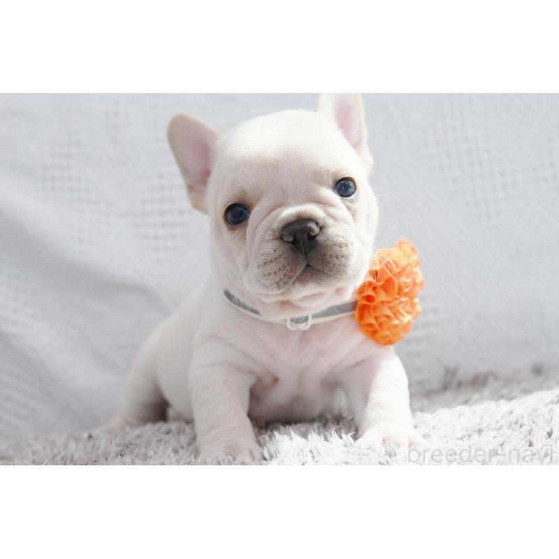 成約済の京都府のフレンチブルドッグ-405027の4枚目