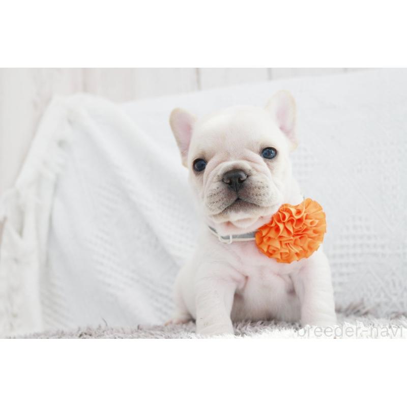 成約済の京都府のフレンチブルドッグ-405027の3枚目