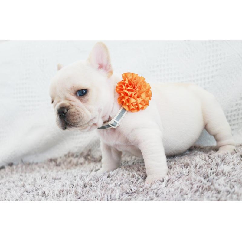 成約済の京都府のフレンチブルドッグ-405027の2枚目