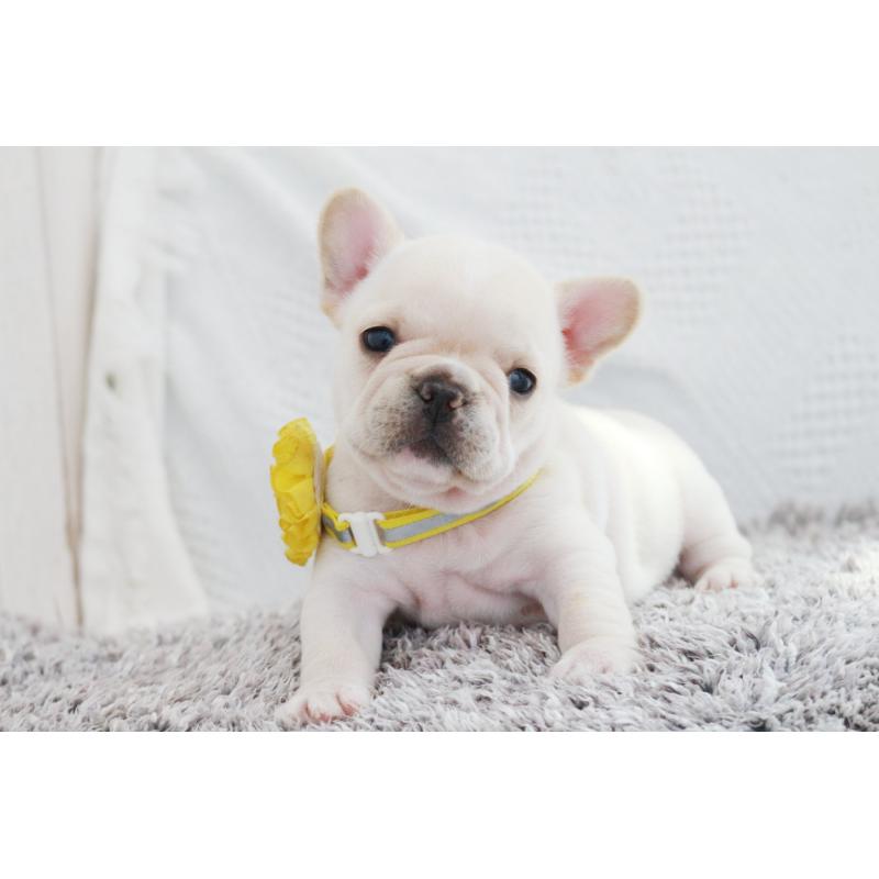 成約済の京都府のフレンチブルドッグ-405022の6枚目