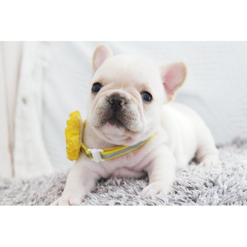 成約済の京都府のフレンチブルドッグ-405022の5枚目