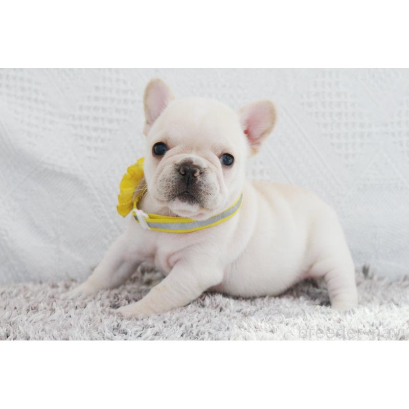 成約済の京都府のフレンチブルドッグ-405022の4枚目