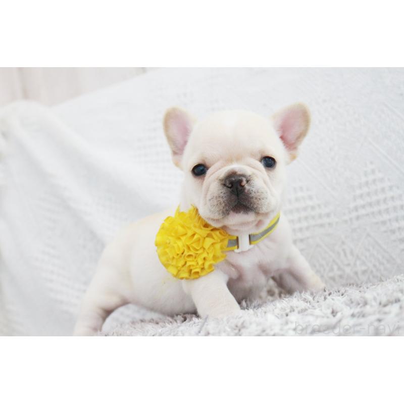 成約済の京都府のフレンチブルドッグ-405022の3枚目