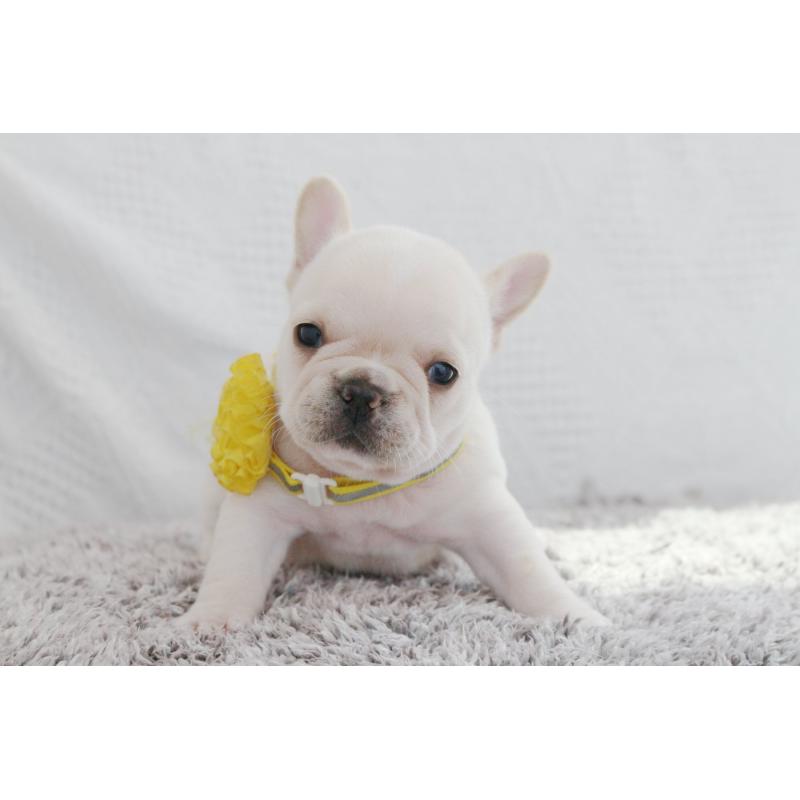 成約済の京都府のフレンチブルドッグ-405022の2枚目