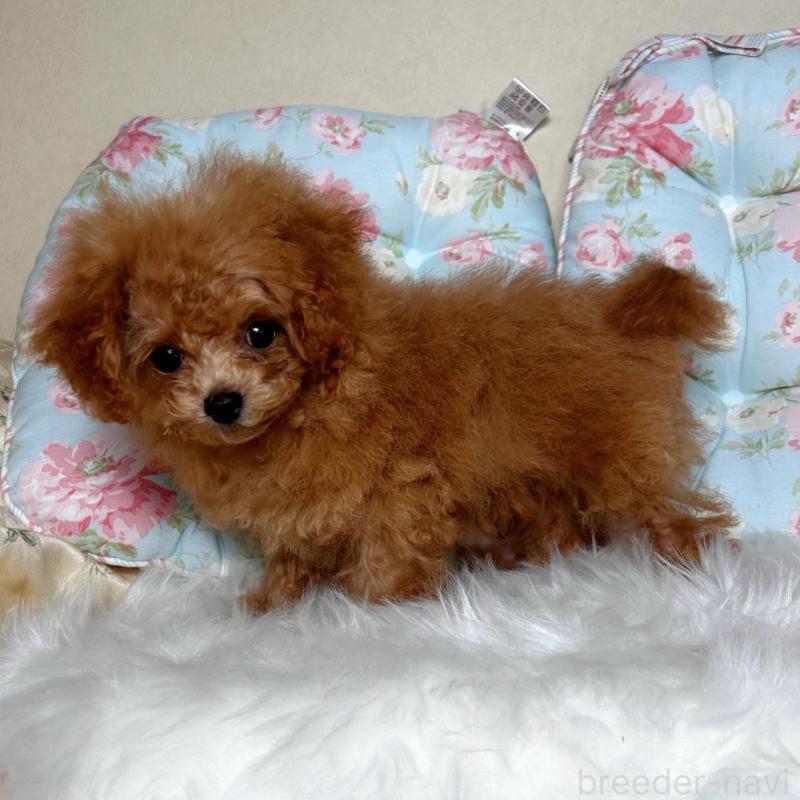 販売中の東京都のミックス犬-407373の1枚目