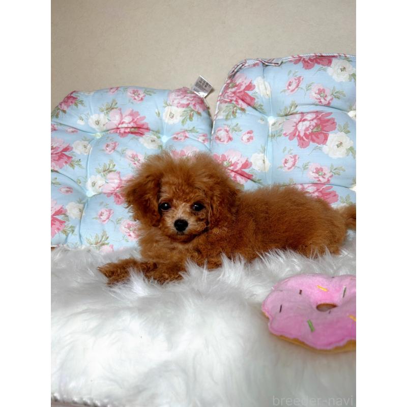 販売中の東京都のミックス犬-407373の6枚目