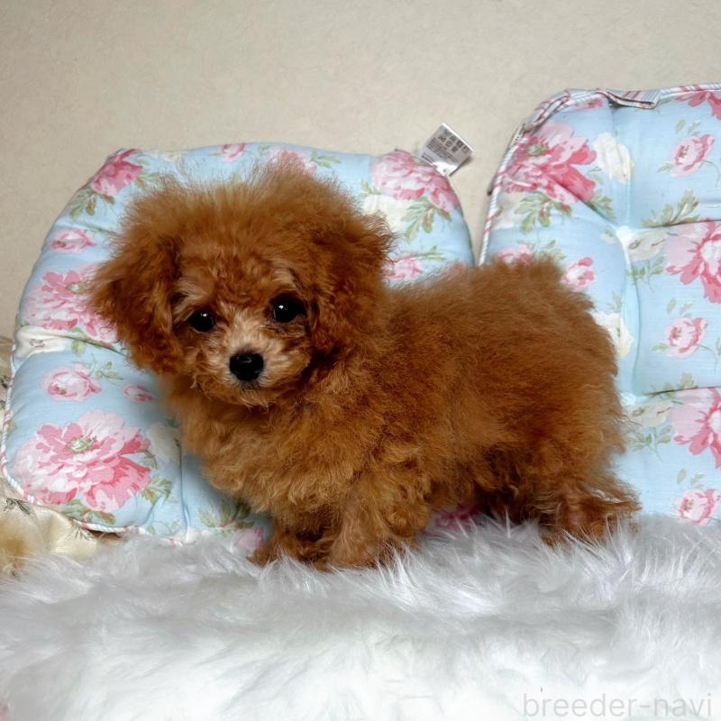 販売中の東京都のミックス犬-407373の5枚目