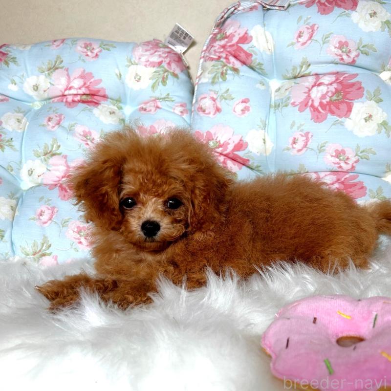 販売中の東京都のミックス犬-407373の4枚目