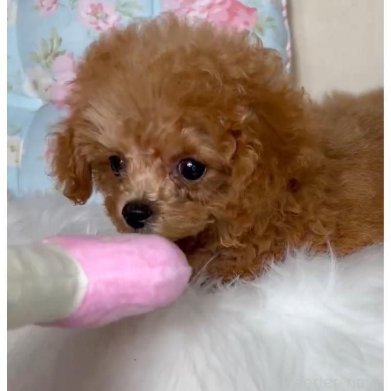 販売中の東京都のミックス犬-407373の3枚目