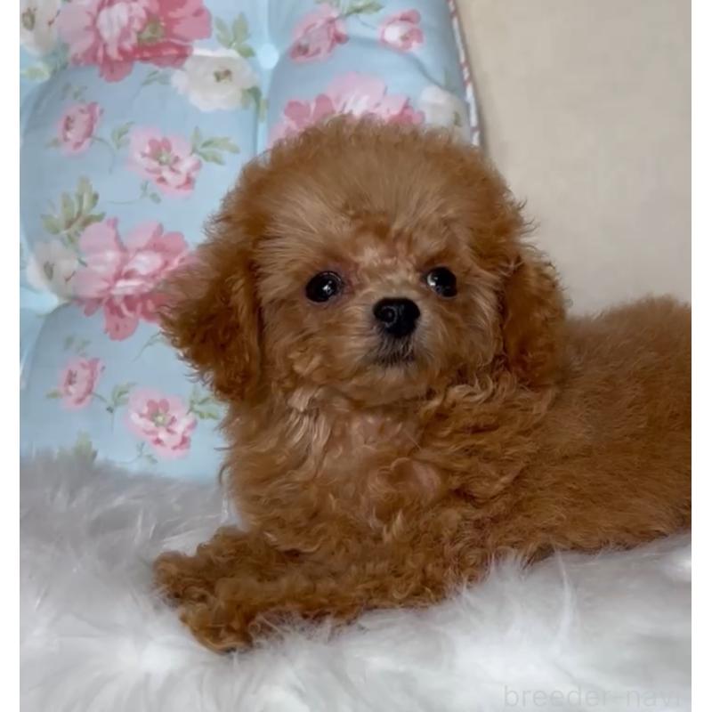販売中の東京都のミックス犬-407373の2枚目