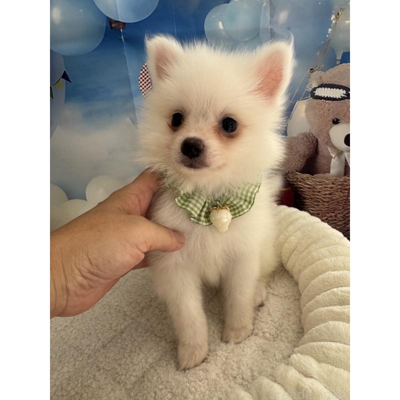 成約済の埼玉県のポメラニアン-404114の2枚目