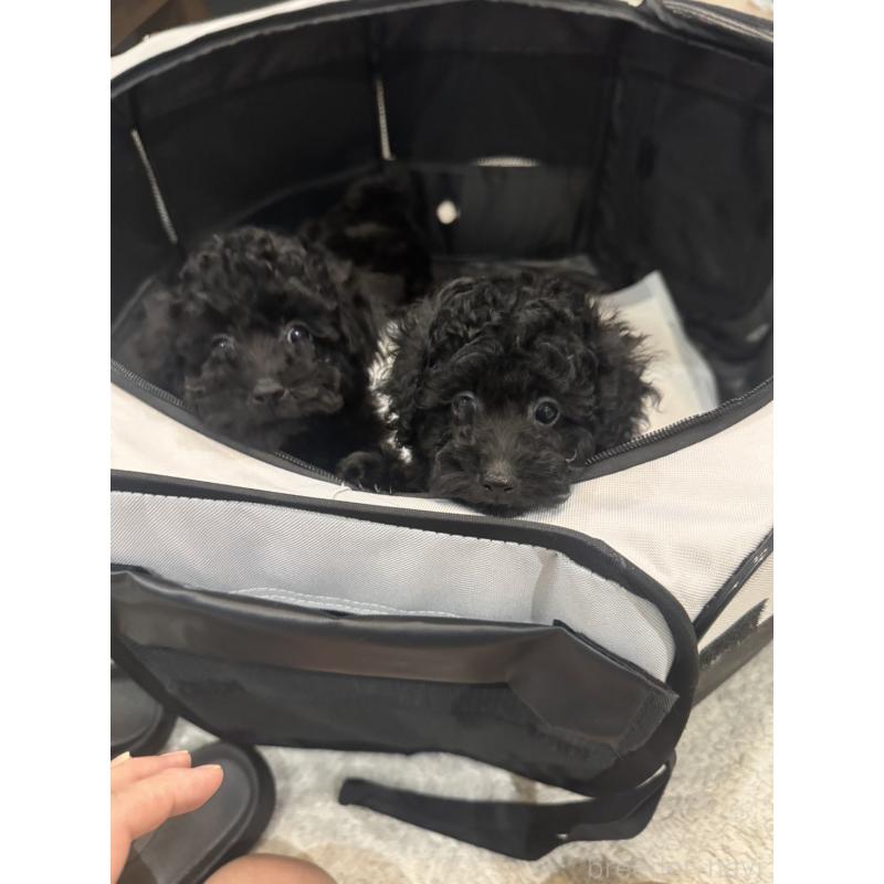 成約済の埼玉県のティーカッププードル-401315の4枚目