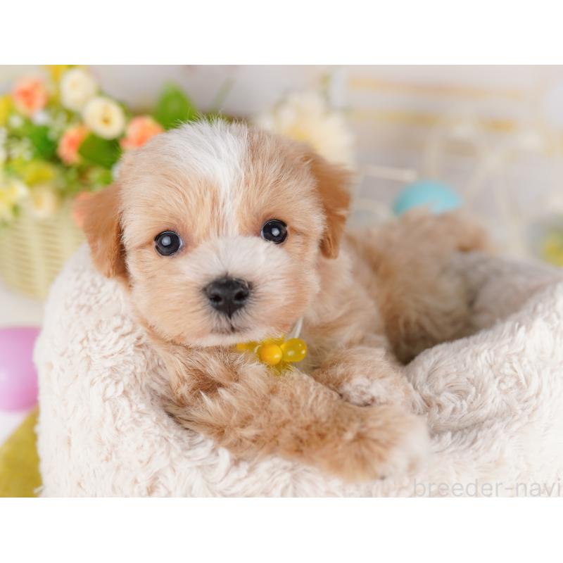 販売中の千葉県のマルプー:マルチーズ×トイプードル-407525