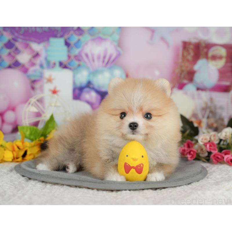 販売中の千葉県のポメラニアン-408047の5枚目