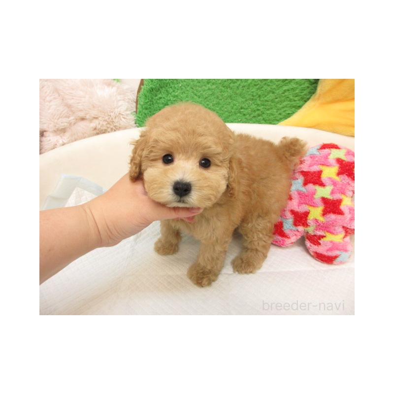 販売中の大阪府のトイプードル-407430
