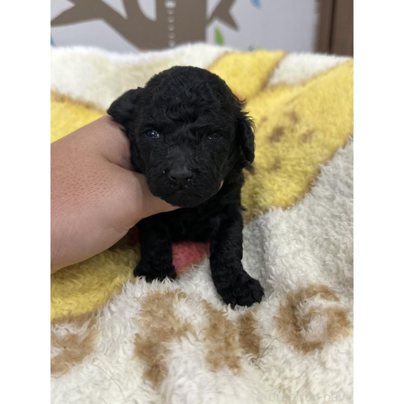販売中の岡山県のトイプードル-407437の5枚目