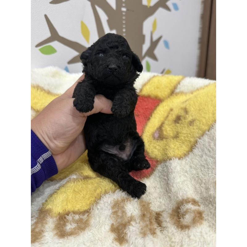 販売中の岡山県のトイプードル-407437の3枚目