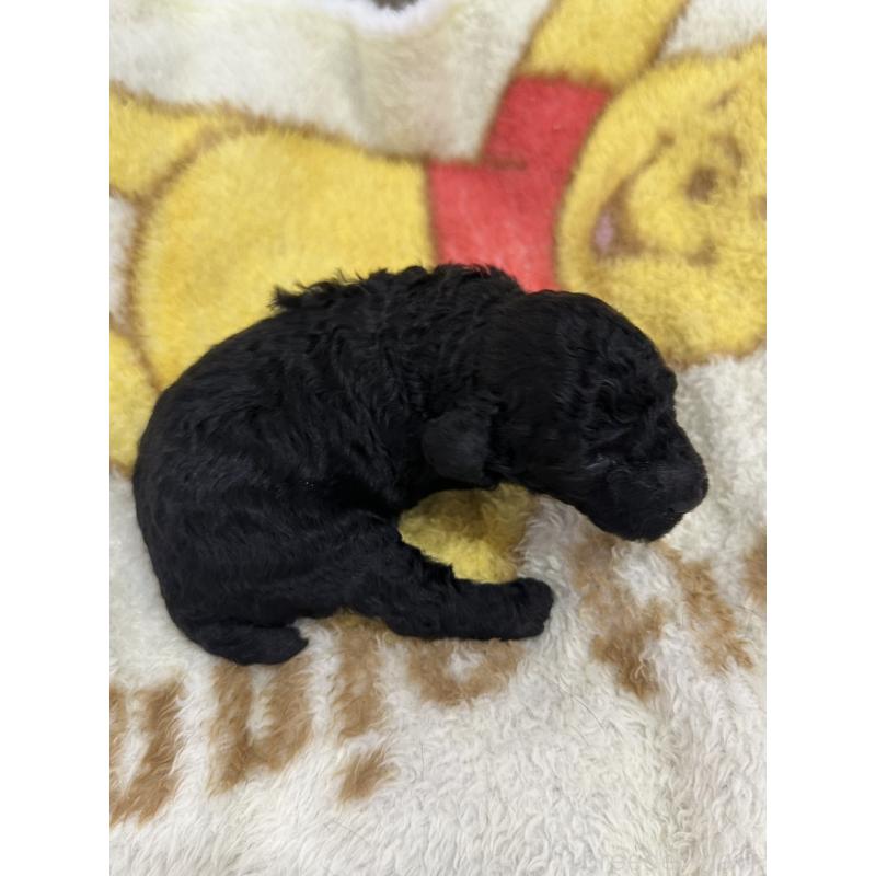 販売中の岡山県のトイプードル-407437の2枚目