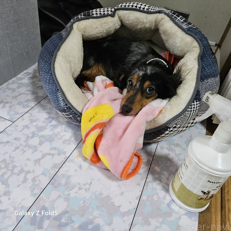販売中の愛知県のミニチュアダックスフンド(ロングヘアード)-407438の1枚目
