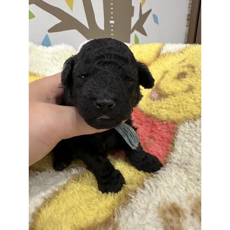 販売中の岡山県のトイプードル-407439の6枚目