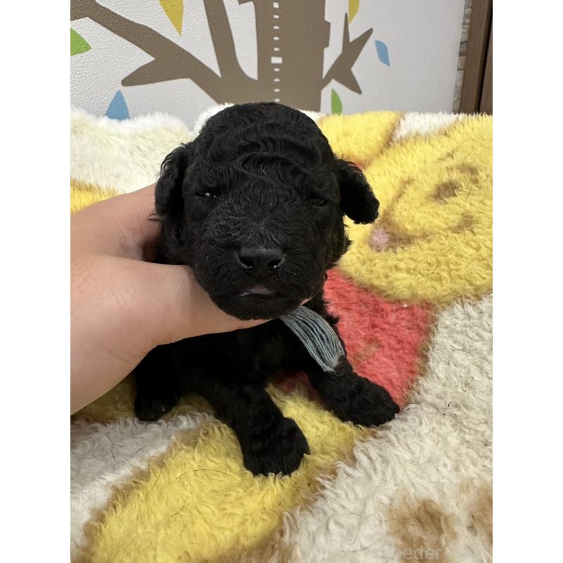 販売中の岡山県のトイプードル-407439の5枚目