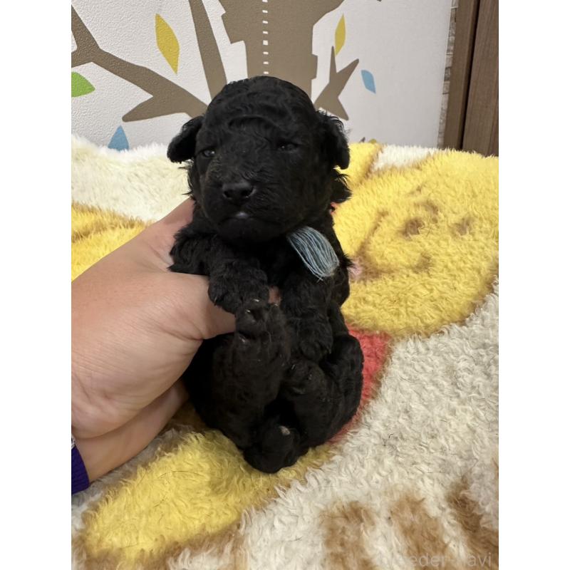 販売中の岡山県のトイプードル-407439の3枚目