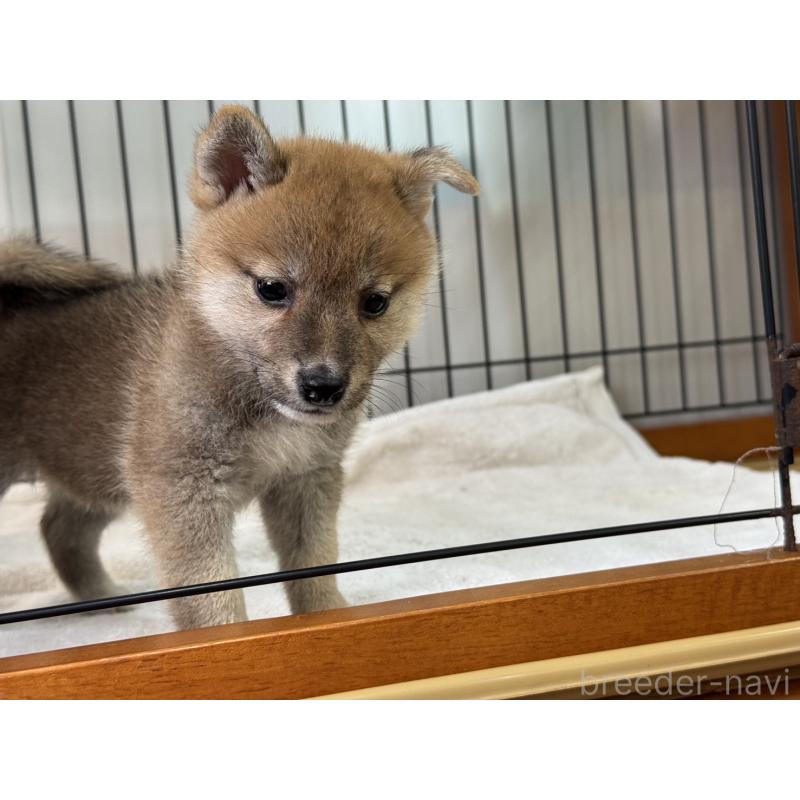 販売中の岡山県の柴犬-407441の5枚目