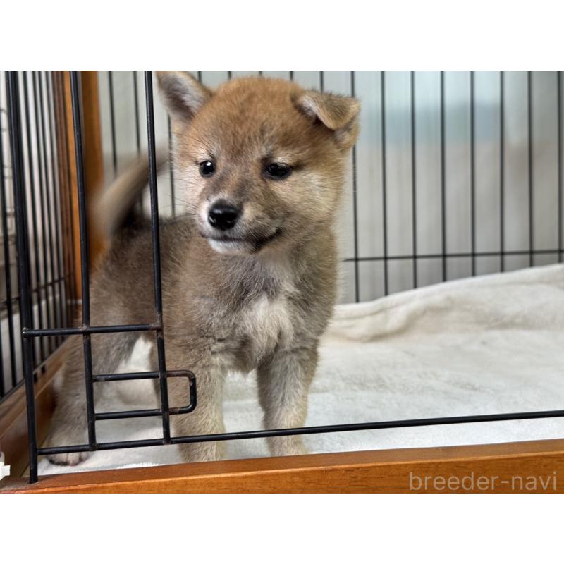 販売中の岡山県の柴犬-407441の4枚目
