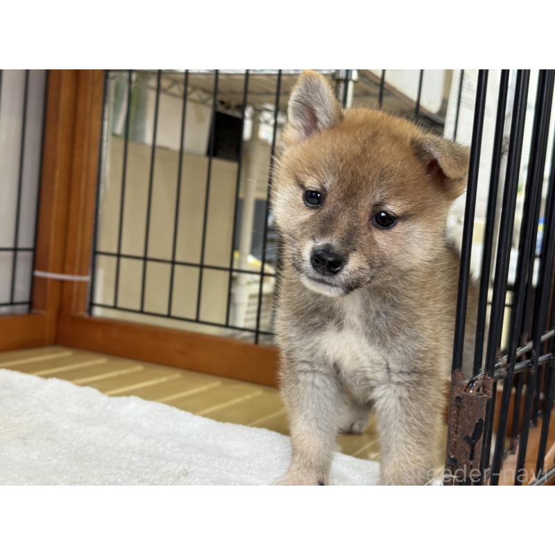 販売中の岡山県の柴犬-407441の3枚目