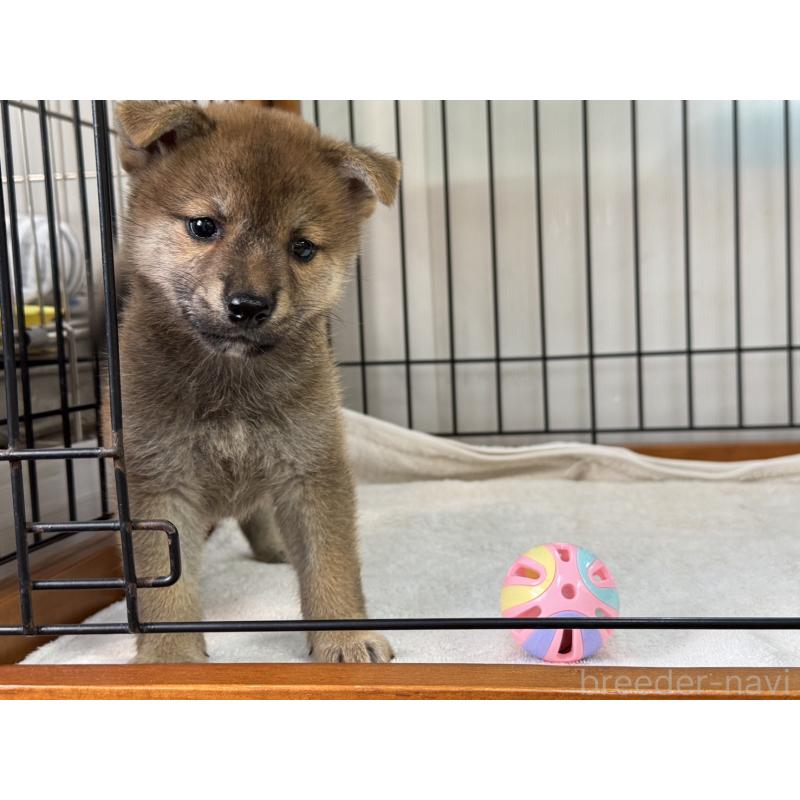 販売中の岡山県の柴犬-407443の5枚目