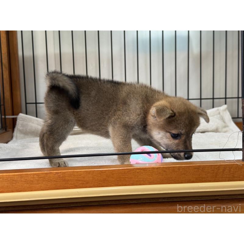 販売中の岡山県の柴犬-407443の4枚目