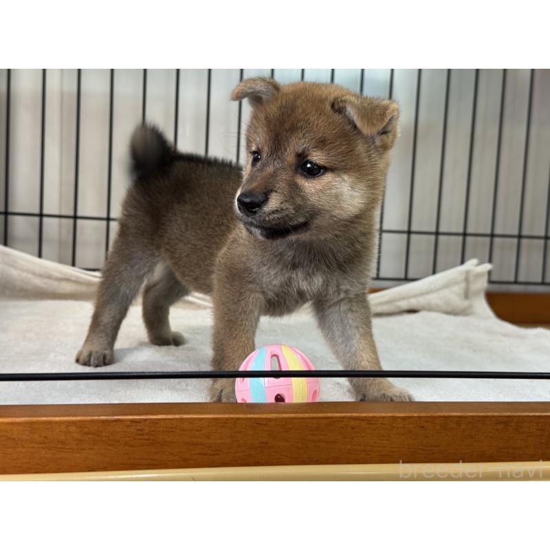 販売中の岡山県の柴犬-407443の3枚目