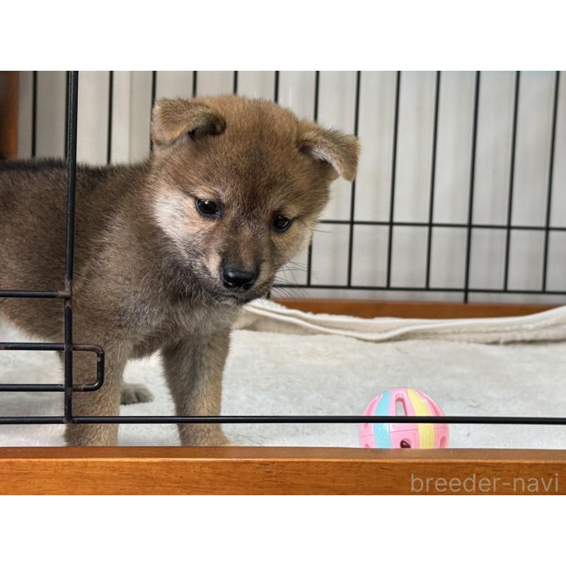 販売中の岡山県の柴犬-407443の2枚目