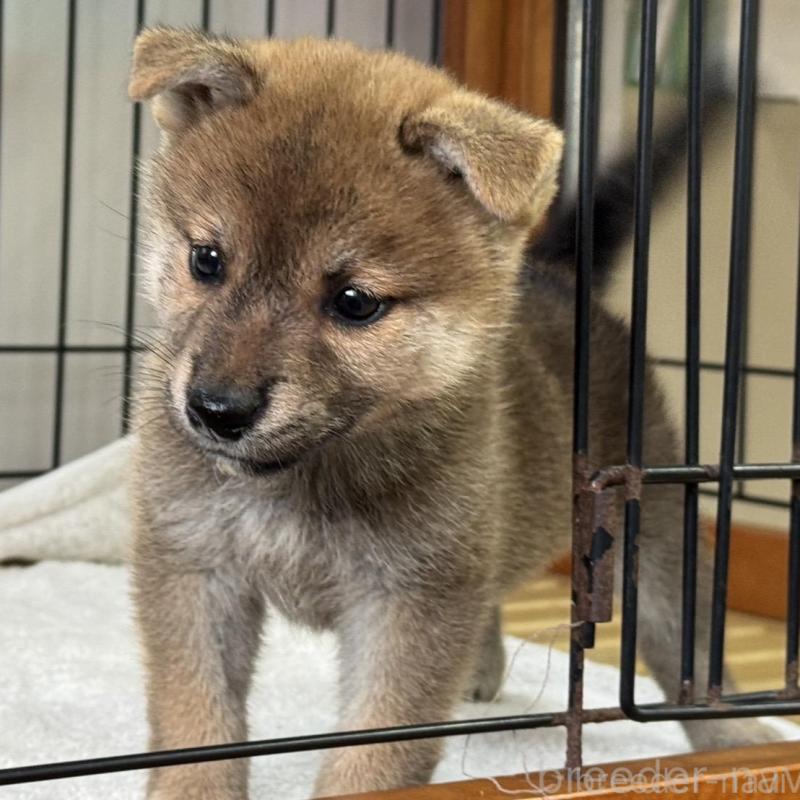 販売中の岡山県の柴犬-407443の1枚目